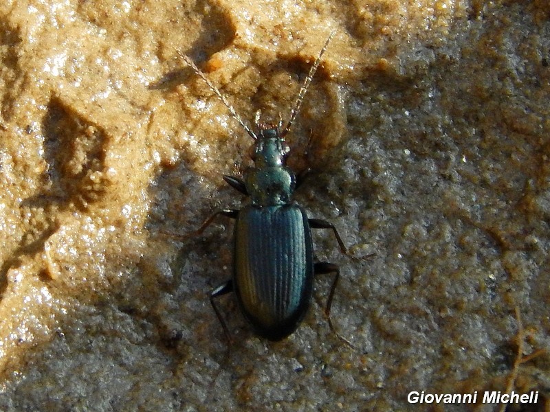 Carabidae del Parco del Ticino